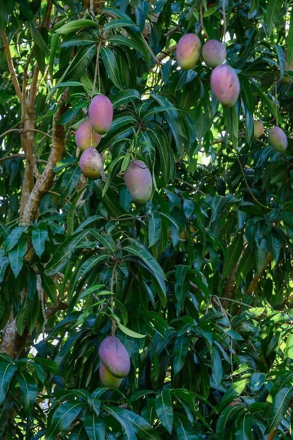 فيلا Hacienda La Huerta Puerto Plata, 1 Bdr